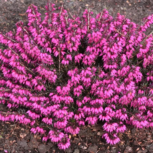 Erica carnea mix