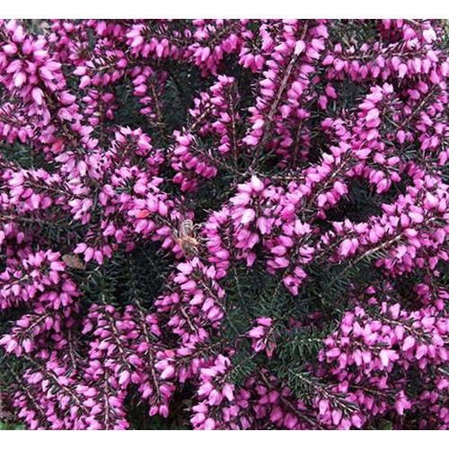 Erica darleyensis 'Kramer's Red'
