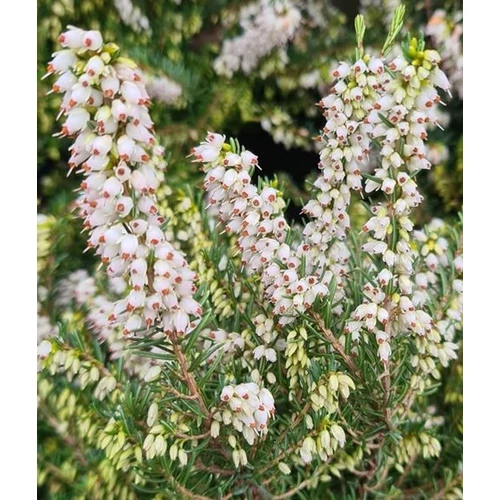 Erica darleyensis 'Silberschmelze'