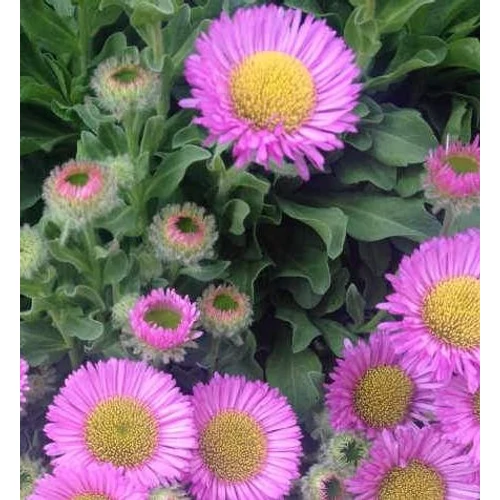 Százszorszép tengerparti - Erigeron glaucus 'Sea Breeze' 10/20cm K12cm