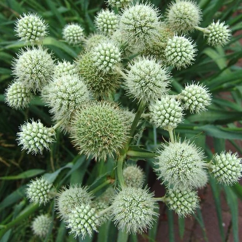 Eryngium yuccifolium