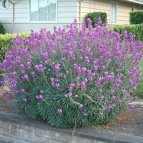 Erysimum linifolium 'Bowles Mauve'