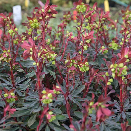 Euphorbia amygdaloides 'Purpurea'