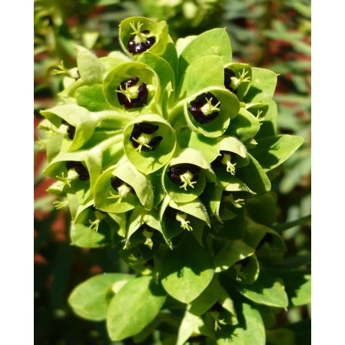 Euphorbia characias 'Black Pearl'