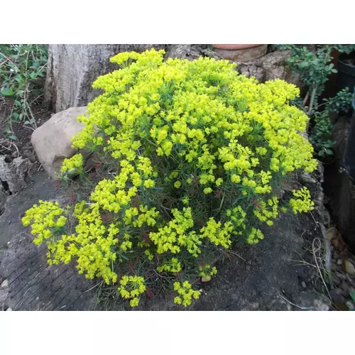 Euphorbia 'Fen's Ruby'