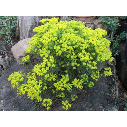 Euphorbia 'Fen's Ruby'