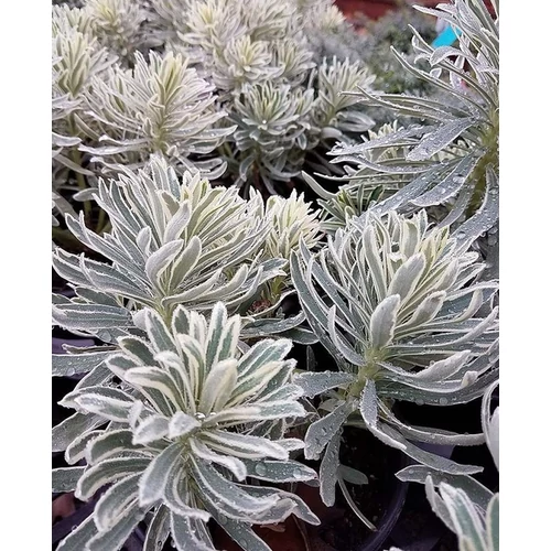 Euphorbia characias 'Glacier Blue'