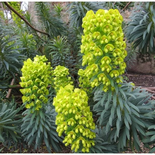 Euphorbia characias wulfenii