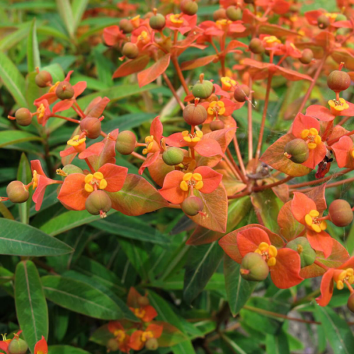 Euphorbia griffithii 'Beauty of Orange'