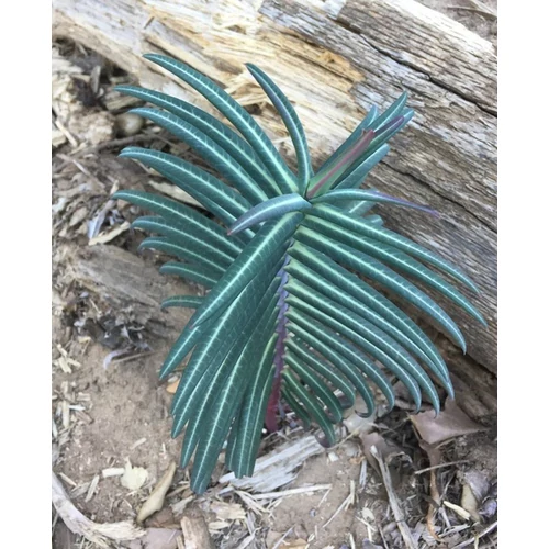 Euphorbia lathyris