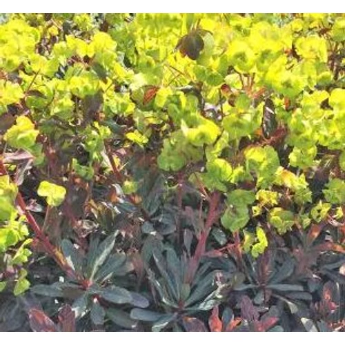 Euphorbia martinii 'Ascot Petite'