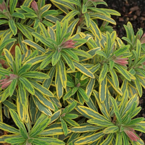 Kutyatej sárga tarka levelű vörös hajtású - Euphorbia 'Ascot Rainbow' 20/30cm K14cm