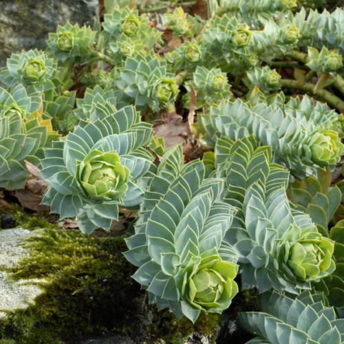 Euphorbia myrsinites