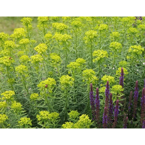 Euphorbia seguieriana 'Niciciana'