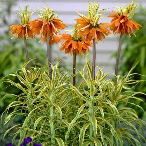 Fritillaria imperialis