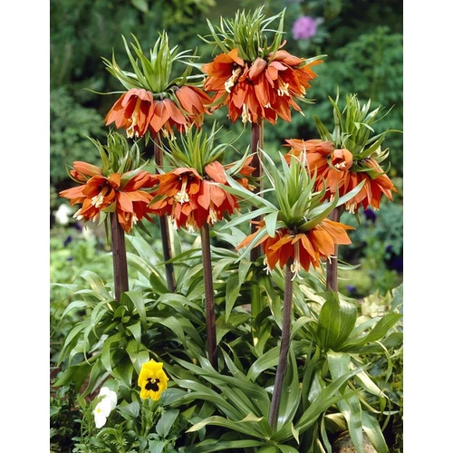 Fritillaria imperialis 'Aurora'