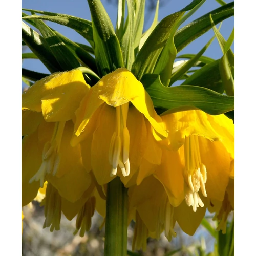 Fritillaria imperialis 'Lutae Maxima'