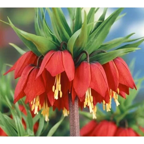 Fritillaria imperialis 'Rubra'