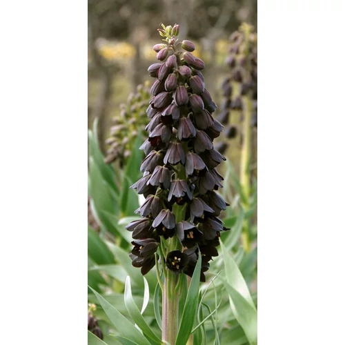 Fritillaria persica