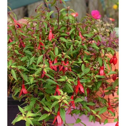 Fuchsia magellanica