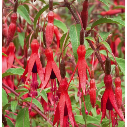 Fuchsia 'Riccartonii'