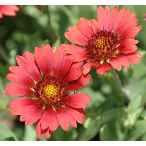 Kokárdavirág borvörös - Gaillardia  'Burgunder' 10/20cm K9x9cm