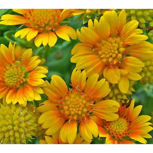 Gaillardia 'Arizona African Sunset'