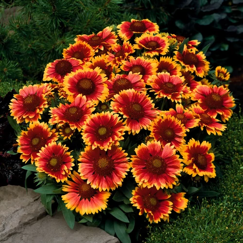 Gaillardia 'Arizona Sun'