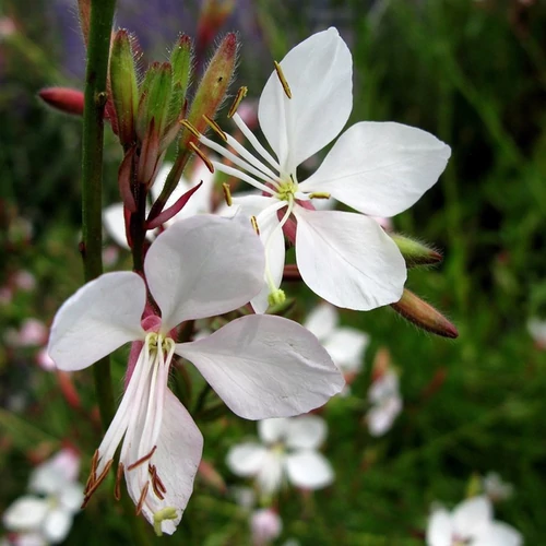Gaura lindheimeri 'Corrie's Gold'