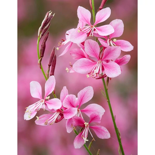 Gaural indheimeri 'Flamingo Pink'