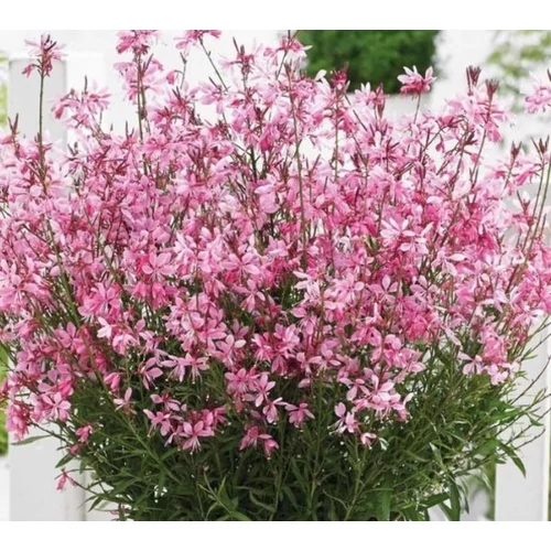 Gaura lindheimeri 'Gambit Compact Pink'