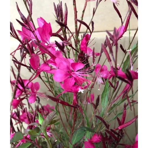 Gaural indheimeri 'Gambit Rose'