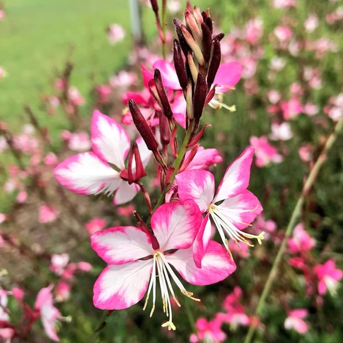 Gaural indheimeri 'Rosy Jane'