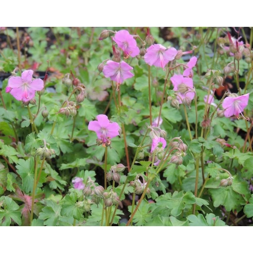 Gólyaorr angol lilás rózsaszín - Geranium x cantabrigiense 'Berggarten' 10/20cm K9x9cm