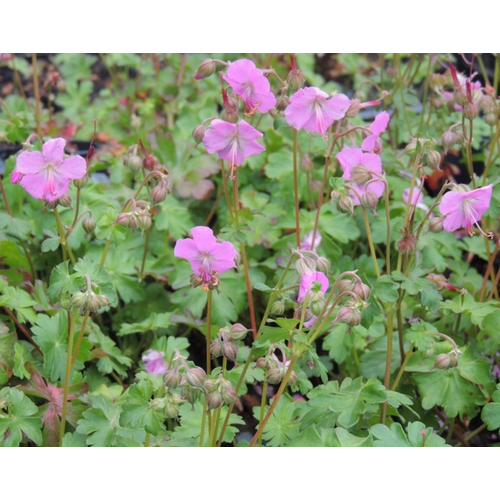 Gólyaorr angol lilás rózsaszín - Geranium x cantabrigiense 'Berggarten' 10/20cm K9x9cm