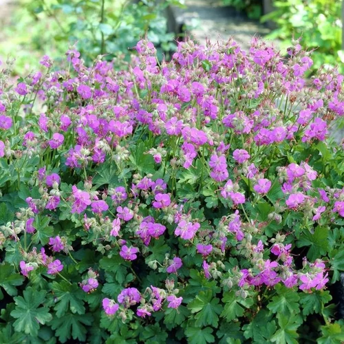 Geranium cantabrigiense 'Cambridge'
