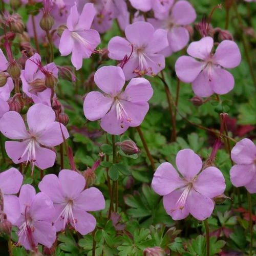 Geranium cantabrigiense 'Karmina'
