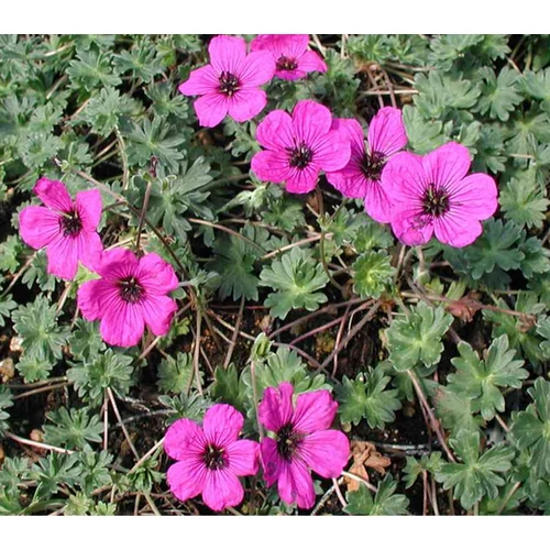 Geranium cinerum 'Subcaulescens'