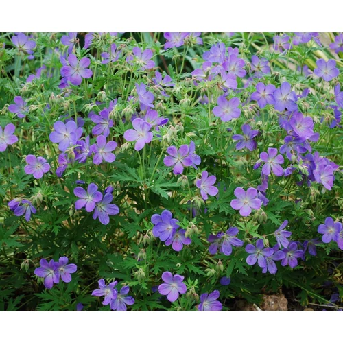 Geranium 'Johnson's Blue'