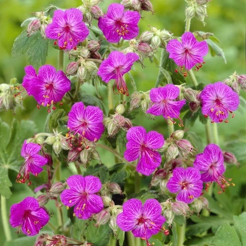 Geranium macrorrhizum 'Bevan's Variety'