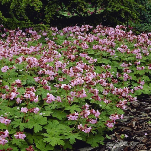 Geranium macrorrhizum 'Ingwersen's Variety'