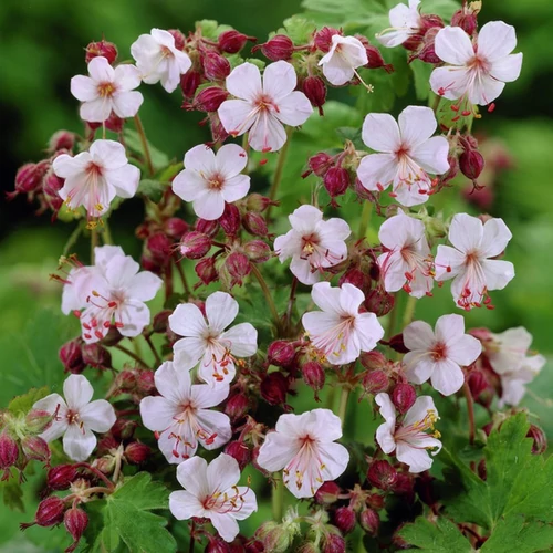 Geranium macrorrhizum 'Spessart'