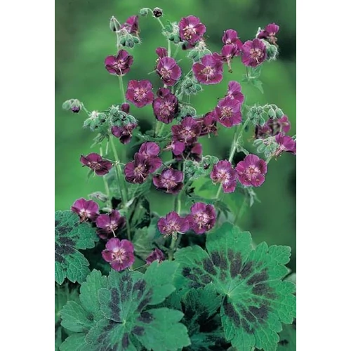 Geranium phaeum 'Samobor'