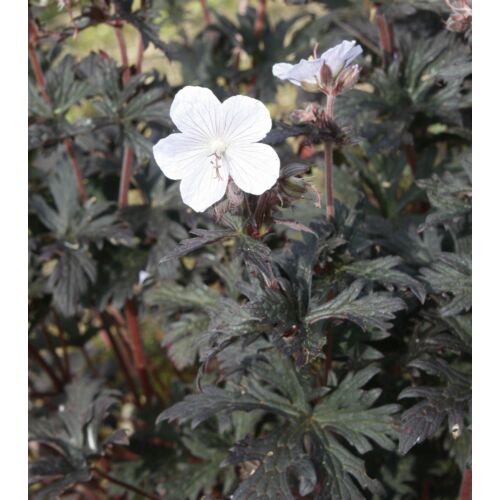 Gólyaorr - Geranium pratense 'Black 'n' White Army' 20/30cm K14cm