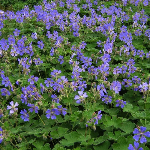 Geranium renardii 'Philipe Vapelle'