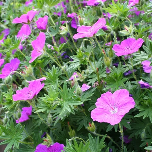 Geranium sanguineum 'Max Frei'