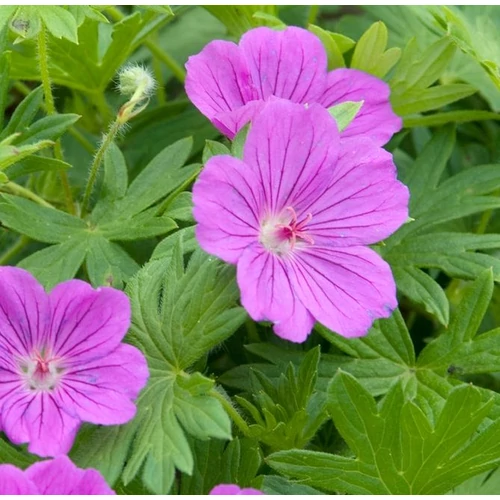Geranium 'Tiny Monster'
