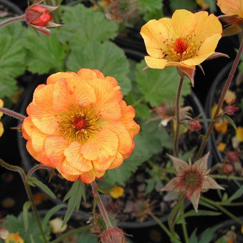 Geum 'Mango Lassi'