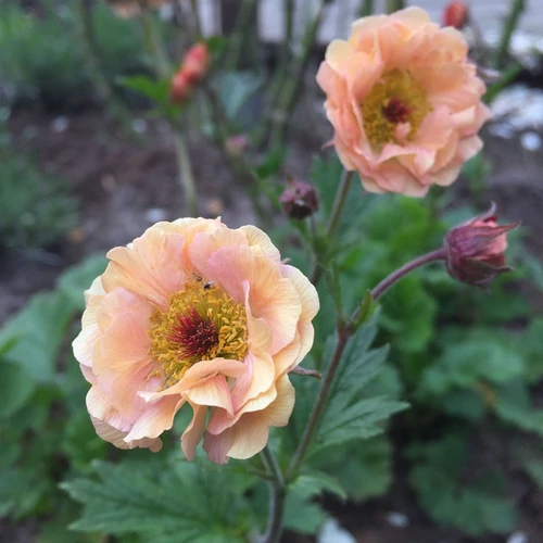 Geum rivale 'Mai Tai'