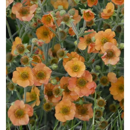 Geum 'Totally Tangerine'
